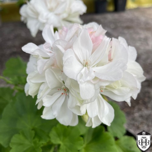 Pelargonium 'Fantasie' - Pelargoon 'Fantasie' P9/0,55L